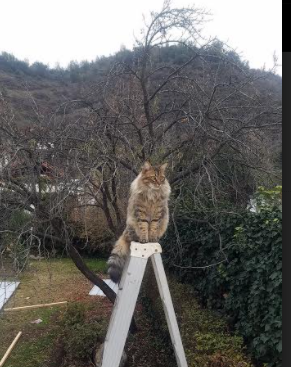 切尔西强化中场压迫寻找反弹节奏,切尔西打法